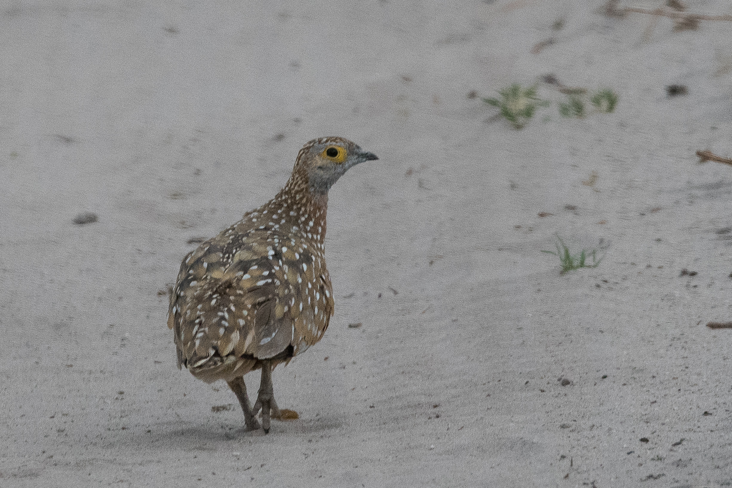 Ganga de Burchell (Burchell's sandgrouse, Pterocles burchelli), mâle adulte, Kwando reserve, Delta de l'Okavango, Botswana.